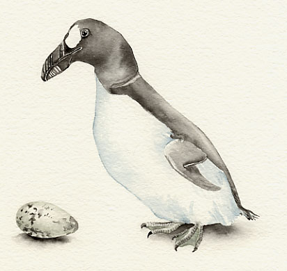 Great Auk and Egg