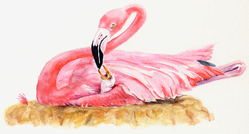 Flamingos Nesting